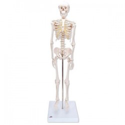 Mini esqueleto "Shorty", sobre zócalo - Envío Gratuito