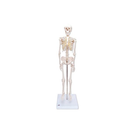 Mini esqueleto "Shorty", sobre zócalo - Envío Gratuito