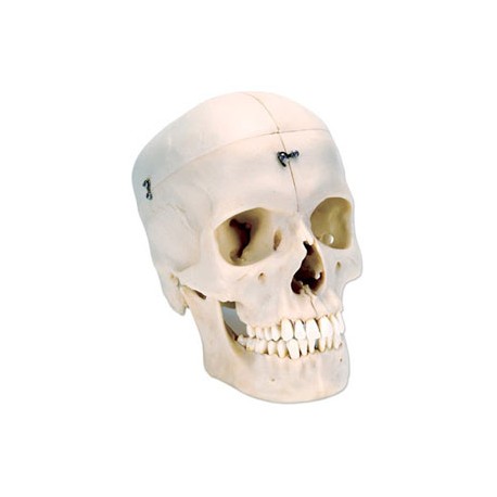 Cráneo óseo, 6 partes Mod. BONElike - Envío Gratuito