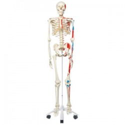 Esqueleto clásico Max, en soporte de 5 patas con ruedas - Envío Gratuito