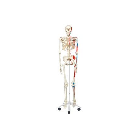 Esqueleto clásico Max, en soporte de 5 patas con ruedas - Envío Gratuito