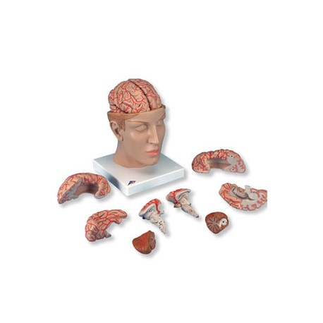 Encéfalo de lujo con arterias en la base de la cabeza, desmontable en 8 piezas - Envío Gratuito