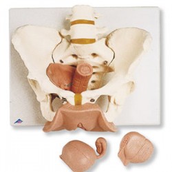 Esqueleto de la pelvis femenina con organos genitales en 3 piezas - Envío Gratuito