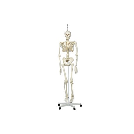 Maniquí Esqueleto fisiologico, sobre soporte rotatorio, 5 patas - Envío Gratuito