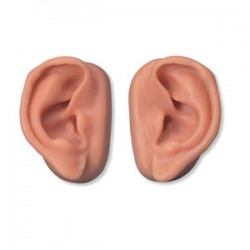 Modelo de orejas para acupuntura, 10 pares - Envío Gratuito