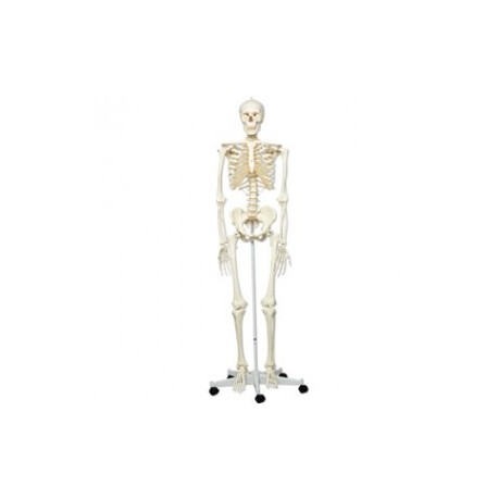 Esqueleto clásico Stan sobre soporte rotatorio con 5 patas - Envío Gratuito