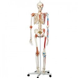 Maniquí esqueleto humano con musculos - Envío Gratuito